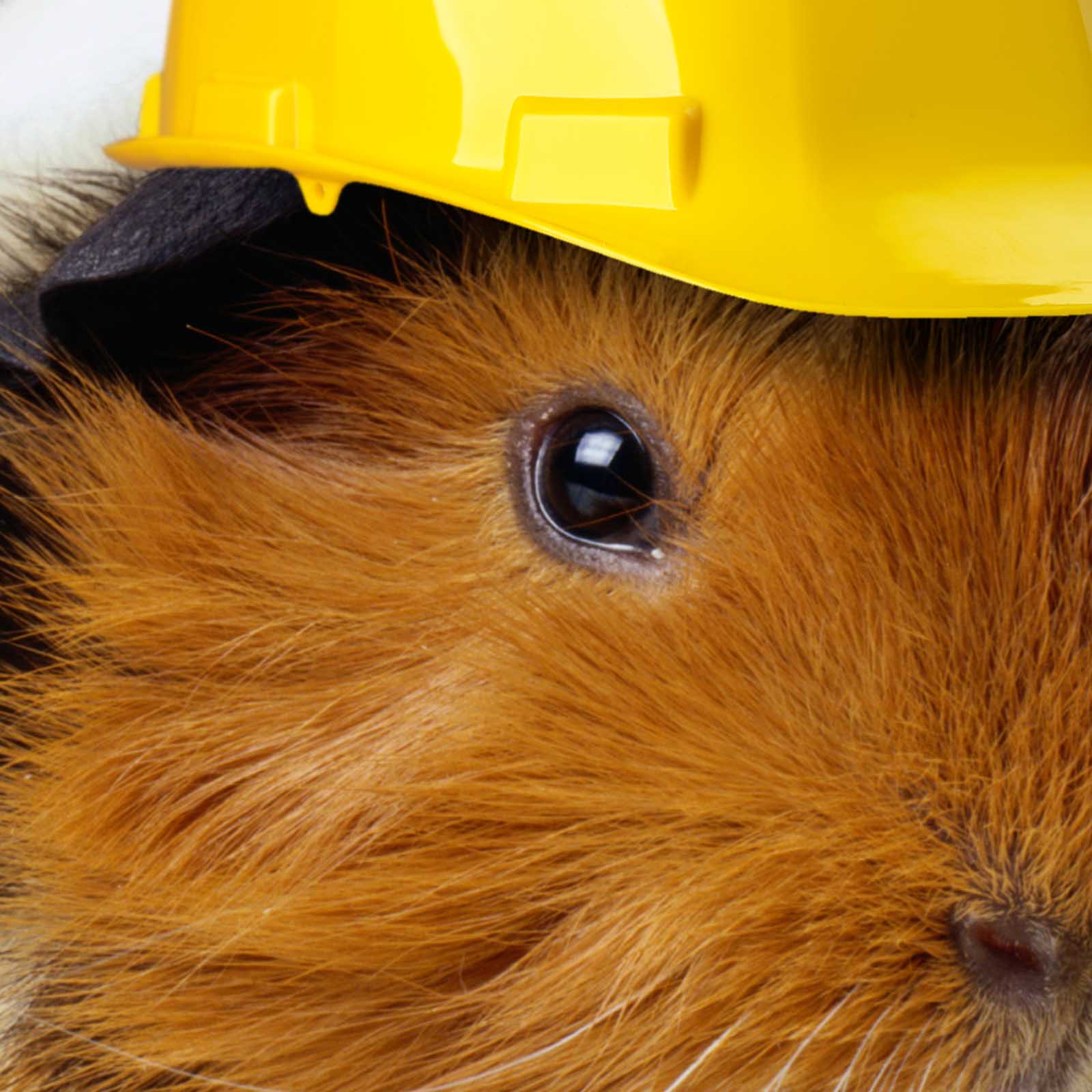 Photoshop   MDSI Guinea Pig   Thumbnail 1600px